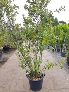 Quercus ilex 200-250 cm cont. 50L - afbeelding 11