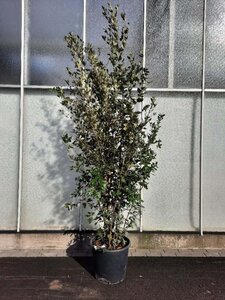 Quercus ilex 200-250 cm cont. 50L - afbeelding 20