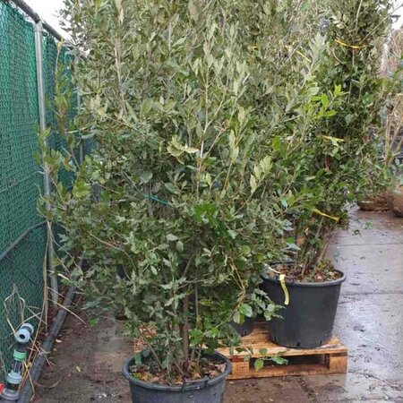 Quercus ilex 200-250 cm cont. 50L - afbeelding 10