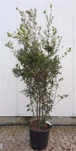 Quercus ilex 200-250 cm cont. 50L - afbeelding 2