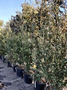 Quercus ilex 200-250 cm cont. 50L - afbeelding 3