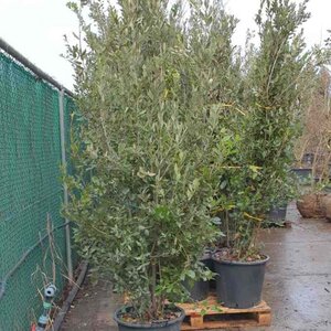 Quercus ilex 200-250 cm cont. 50L - afbeelding 4