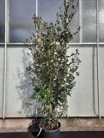 Quercus ilex 200-250 cm cont. 50L - afbeelding 9