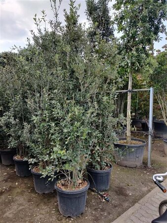 Quercus ilex 200-250 cm cont. 50L - afbeelding 6