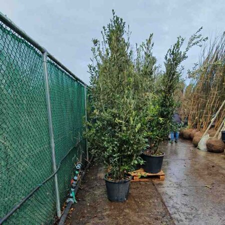 Quercus ilex 200-250 cm cont. 50L - afbeelding 7