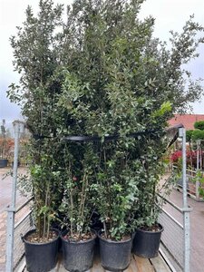 Quercus ilex 275-300 cm cont. 50L