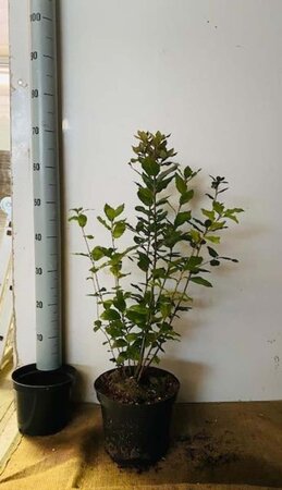 Quercus ilex 60-80 cm cont. 5,0L bosjes