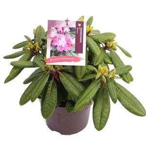 Rhododendron (Y) 'Blurettia' 30-40 cm cont. 5,0L - afbeelding 4