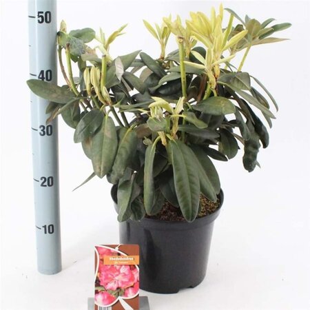 Rhododendron (Y) 'Fantastica' ROZE 25-30 cm cont. 5,0L - afbeelding 1