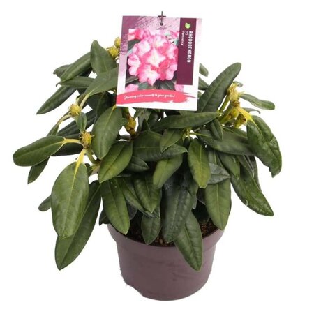 Rhododendron (Y) 'Fantastica' ROZE 25-30 cm cont. 5,0L - afbeelding 3