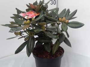 Rhododendron (Y) 'Fantastica' ROZE 25-30 cm cont. 5,0L - afbeelding 2