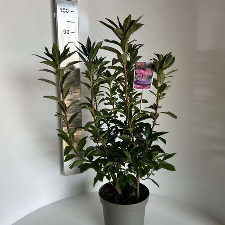 Rhododendron knaphill 'Jolie Madame' ROZE 40-50 cm cont. 5,0L