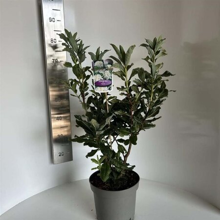 Rhododendron knaphill 'Persil' WIT 40-50 cm cont. 5,0L