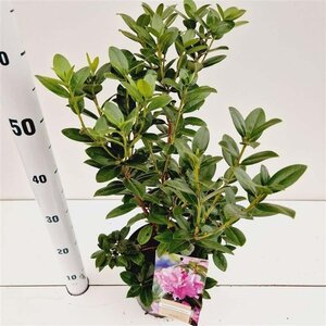 Rhododendron 'Praecox' dwerg BLAUW 25-30 cm cont. 3,0L - afbeelding 3