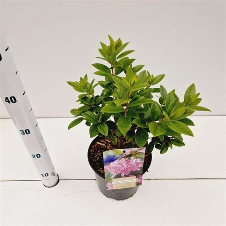 Rhododendron 'Praecox' dwerg BLAUW 25-30 cm cont. 3,0L - afbeelding 1