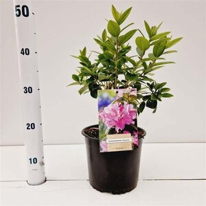 Rhododendron 'Praecox' dwerg BLAUW 25-30 cm cont. 3,0L - afbeelding 2