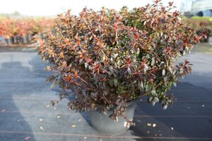 Rhododendron (AJ) 'Stewartstonian' ROOD 80-100 cm cont. 30L