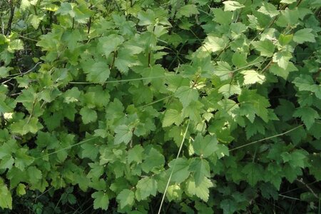 Ribes alpinum 30-50 cm wortelgoed struik