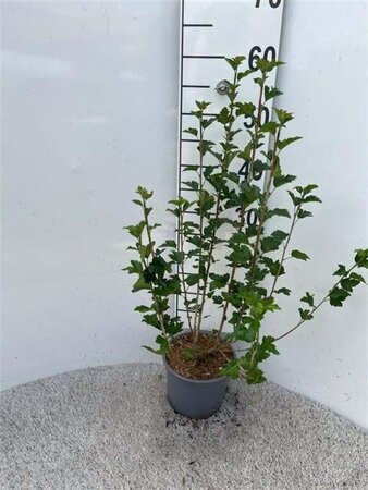 Ribes alpinum 40-60 cm cont. 2,0L - afbeelding 2