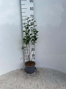 Ribes alpinum 60-80 cm cont. 2,0L - afbeelding 2