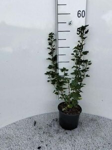 Ribes alpinum 60-80 cm cont. 2,0L - afbeelding 3