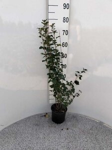 Ribes alpinum 60-80 cm cont. 2,0L - afbeelding 4