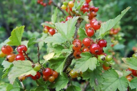 Ribes alpinum 'Schmidt' 40-60 cm wortelgoed struik - afbeelding 1