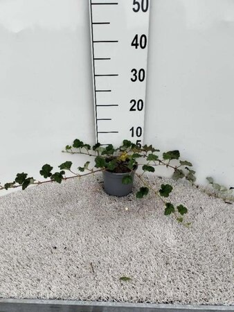 Rubus 'Betty Ashburner' 25-30 cm cont. 1L