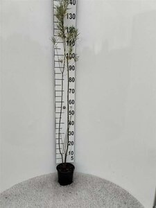 Salix fragilis 80-100 cm cont. 2,0L - afbeelding 2