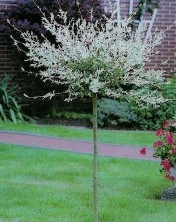 Salix integra 'Hakuro-nishiki' 150 cm stam cont. 5,0L - afbeelding 3