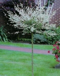 Salix integra 'Hakuro-nishiki' 180 cm stam cont. 7,5L - afbeelding 6