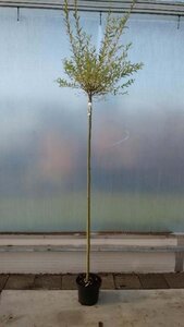 Salix integra 'Hakuro-nishiki' 180 cm stam cont. 7,5L - afbeelding 1