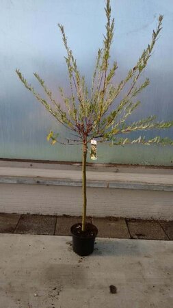 Salix integra 'Hakuro-nishiki' 60 cm stam cont. 3,0L