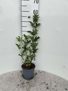 Sambucus nigra 60-80 cm cont. 2,0L - afbeelding 2