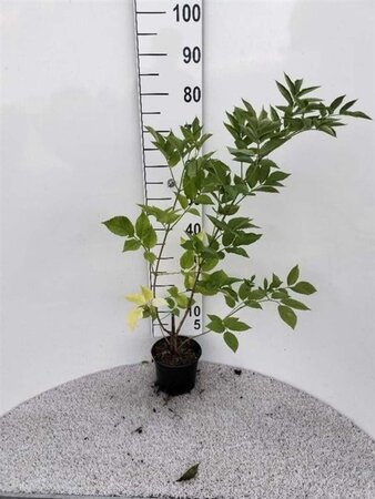 Sambucus nigra 60-80 cm cont. 2,0L - afbeelding 1