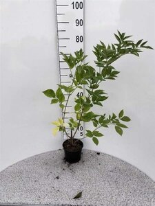 Sambucus nigra 60-80 cm cont. 2,0L - afbeelding 1