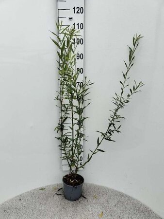 Salix triandra 80-100 cm cont. 2,0L