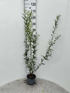 Salix triandra 80-100 cm cont. 2,0L