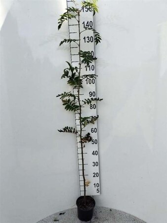 Sorbus aucuparia 100-125 cm cont. 2,0L