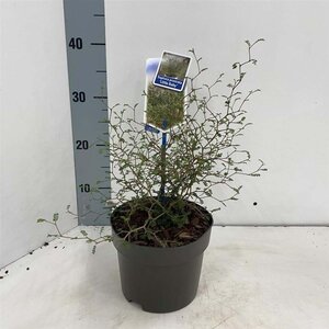 Styphnolobium (Sophora) 'Little Baby' 25-30 cm cont. 2,0L - afbeelding 1