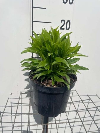 Solidago 'Little Lemon' geen maat specificatie cont. 3,0L - afbeelding 2