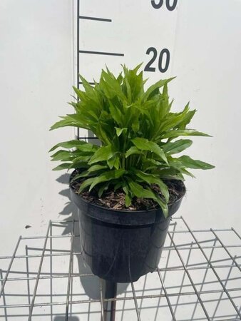 Solidago 'Little Lemon' geen maat specificatie cont. 3,0L - afbeelding 1