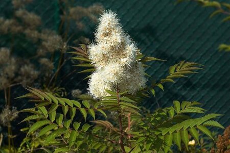 Sorbaria sorbifolia 60-80 cm cont. 3,0L - afbeelding 3