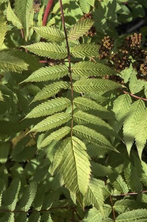 Sorbaria sorbifolia 60-80 cm wortelgoed struik - afbeelding 4