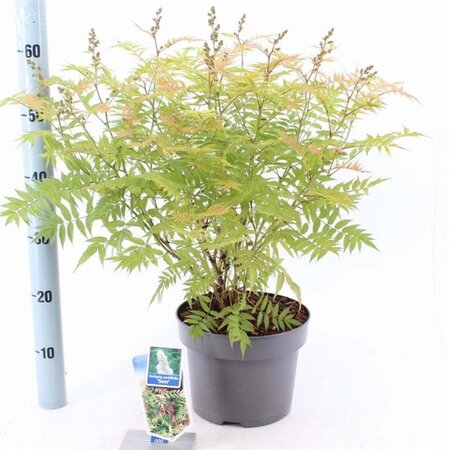 Sorbaria sorbif. 'Sem' 30-35 cm cont. 5,0L - afbeelding 2