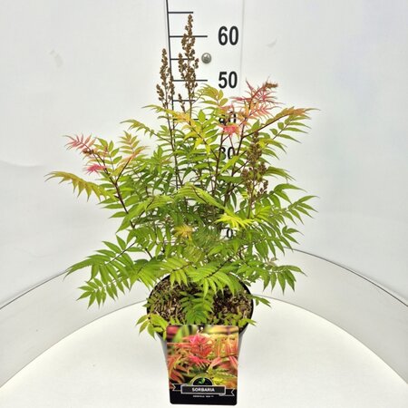 Sorbaria sorbif. 'Sem' 60-80 cm cont. 10L