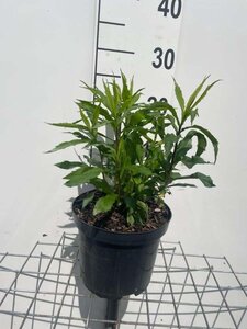 Solidago 'Strahlenkrone' geen maat specificatie cont. 3,0L - afbeelding 1