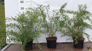 Spiraea arguta 40-60 cm cont. 2,0L