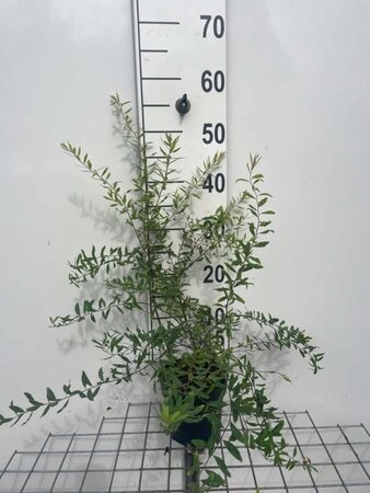 Spiraea arguta geen maat specificatie cont. 1,3L