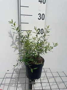 Spiraea arguta geen maat specificatie cont. 1,3L - afbeelding 2